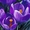 луковицы тюльпанов,лилий,крокусов,нарциссов,гиацинтов,ирисов,лилий,рябчиков и др - Изображение #1, Объявление #957528
