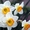 луковицы тюльпанов,лилий,крокусов,нарциссов,гиацинтов,ирисов,лилий,рябчиков и др - Изображение #4, Объявление #957528