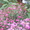 Продам садовые цветы - Изображение #2, Объявление #965901