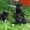 Щенки немецкой овчарки от черных родителей - Изображение #3, Объявление #963853