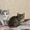 Очаровательные домашние котята (красивый окрас, много фото внутри)  - Изображение #1, Объявление #976441