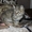 Очаровательные домашние котята (красивый окрас, много фото внутри)  - Изображение #2, Объявление #976441