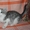 Очаровательные домашние котята (красивый окрас, много фото внутри)  - Изображение #3, Объявление #976441