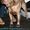 Шарпей-идеальная собака-компаньон! - Изображение #10, Объявление #984205