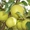 Яблоки высший сорт Тургеньские! с доставкой - Изображение #1, Объявление #989711