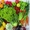 Овощи и фрукты высшего качества оптом и в розницу - Изображение #1, Объявление #991066