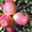Яблоки высший сорт Тургеньские! с доставкой - Изображение #2, Объявление #989711