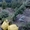 саженцы сосны, ели , березы до 5м - Изображение #2, Объявление #994022