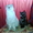 котенок британской короткошерстной - Изображение #1, Объявление #1009319