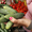 Овощи из тепличного комплекса "Алатау" - Изображение #4, Объявление #1010048