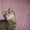 Кошка Клеопатра ищет дом - Изображение #3, Объявление #1031034