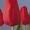 Продам тюльпаны оптом - Изображение #5, Объявление #1023787