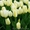 Тюльпаны голландские ОПТОМ - Изображение #3, Объявление #1042980