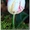 Тюльпаны голландские ОПТОМ - Изображение #2, Объявление #1042980