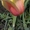 Тюльпаны голландские ОПТОМ - Изображение #1, Объявление #1042980