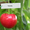 Саженцы вишни и черешни - Изображение #4, Объявление #1033690