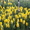 Сортовые тюльпаны и гиацинты - Изображение #2, Объявление #1042388