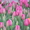 Сортовые тюльпаны и гиацинты - Изображение #1, Объявление #1042388