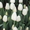 Сортовые тюльпаны и гиацинты - Изображение #3, Объявление #1042388