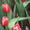 Сортовые тюльпаны и гиацинты - Изображение #4, Объявление #1042388