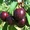 Саженцы вишни и черешни - Изображение #1, Объявление #1033690