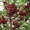 Саженцы вишни и черешни - Изображение #3, Объявление #1033690