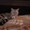 котик ищет кошечку для вязки - Изображение #1, Объявление #1058620