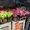 Свежые цветы,  комнатные и уличные растения  #1056712