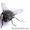уничтожение мух - Изображение #1, Объявление #1064584