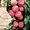 Саженцы колоновидной яблони - Изображение #3, Объявление #1056623