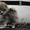Эксклюзивные мини щеночки карликового померанского шпица SHOW-classa! - Изображение #2, Объявление #1056974