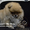 Эксклюзивные мини щеночки карликового померанского шпица SHOW-classa! - Изображение #9, Объявление #1056974