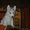 Элитные щенки Сибирский хаски  - Изображение #5, Объявление #1039546