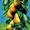 Саженцы колоновидной груши - Изображение #1, Объявление #1056624