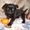 Щенок пти брабансона черного окраса - Изображение #1, Объявление #1053368