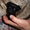 Щенок пти брабансона черного окраса - Изображение #2, Объявление #1053368