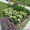 озеленение Нескучный сад  - Изображение #3, Объявление #1052964
