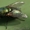 уничтожение мух - Изображение #3, Объявление #1064584