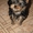 Очаровательные щенки йоркширского терьера - Изображение #2, Объявление #1080734