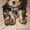 Очаровательные щенки йоркширского терьера - Изображение #1, Объявление #1080734