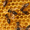 Продам 10 пчелосемей системы Рута #1082902