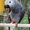 Продам попугаев и певчих птиц - Изображение #3, Объявление #1075111