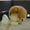 Шикарнейшие мини-щенки карликового померанского шпица SHOW-Classa!!! - Изображение #9, Объявление #1088929
