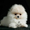 Шикарнейшие мини-щенки карликового померанского шпица SHOW-Classa!!! - Изображение #10, Объявление #1088929