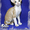 Кудрявый котик корниш-рекс #1034144