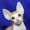 Кудрявый котик корниш-рекс - Изображение #1, Объявление #1034144