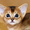Абиссинские котята – домашние маленькие пумы.  - Изображение #6, Объявление #963578