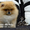 Шикарнейшие мини-щенки карликового померанского шпица SHOW-Classa!!! - Изображение #2, Объявление #1088929