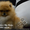 Шикарнейшие мини-щенки карликового померанского шпица SHOW-Classa!!! - Изображение #4, Объявление #1088929