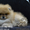 Шикарнейшие мини-щенки карликового померанского шпица SHOW-Classa!!! - Изображение #3, Объявление #1088929